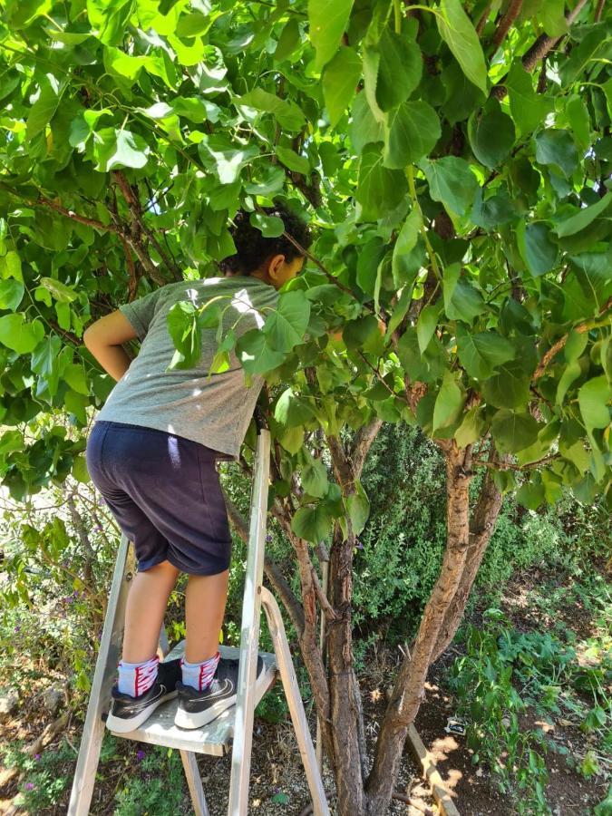 בין הר למעיין Kfar Tavor Exterior foto